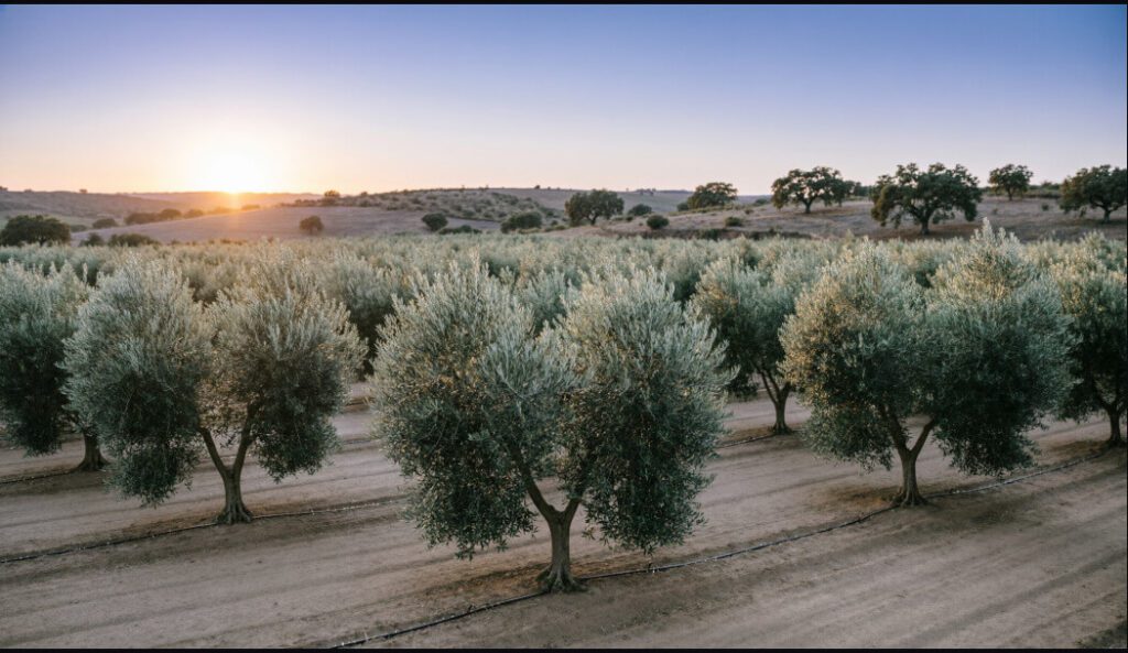 Loteamento junto a olival em Ferreira do Alentejo: imagem educativa mostrando um olival superintensivo denso e organizado, ilustrando proximidade visual com terrenos vizinhos.